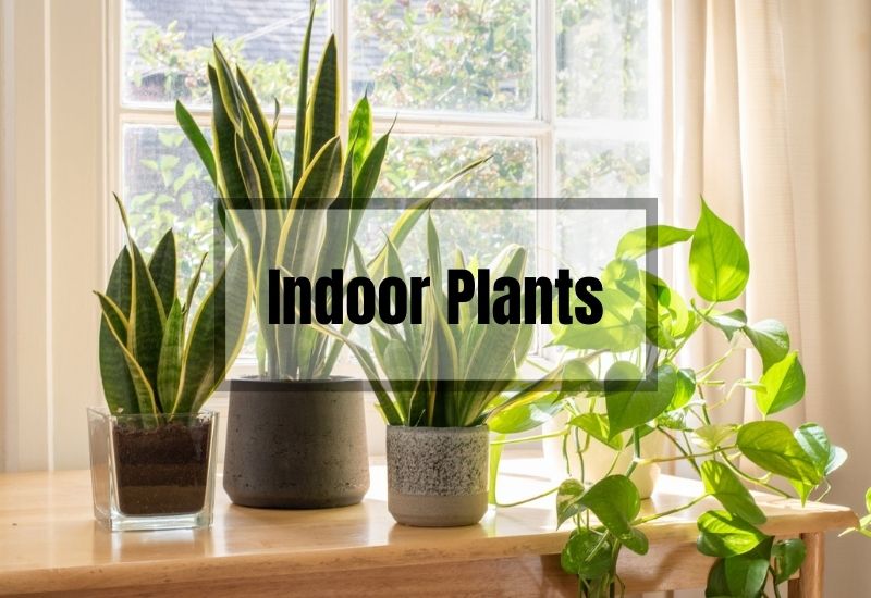 Transform Your Home with These 10 Heavenly-Scented Indoor Plants ...