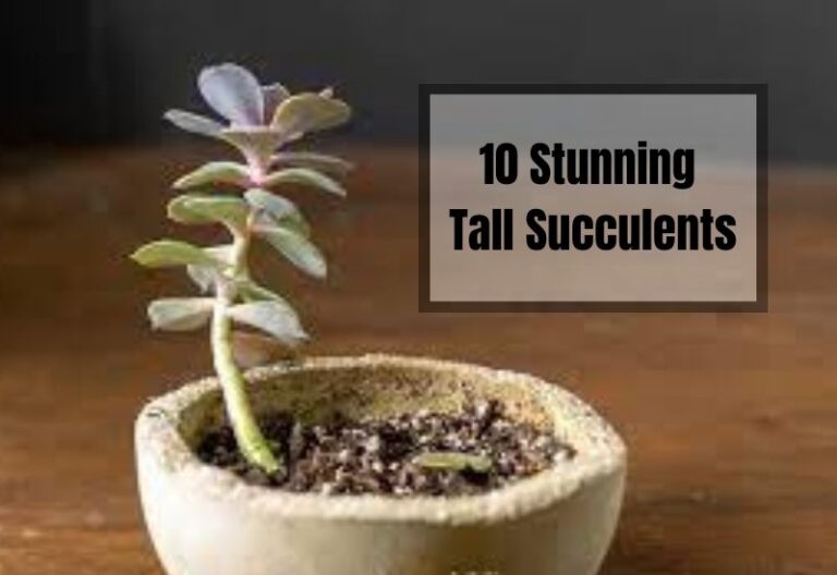Elevate Your Home Decor with 10 Gorgeous Tall Succulents: A Compressive Guide