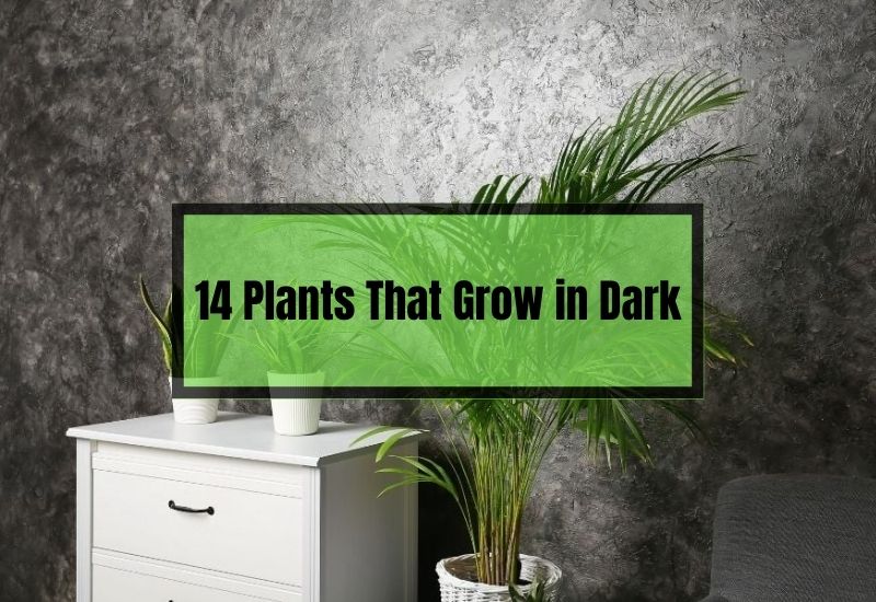Plants That Grow in Dark