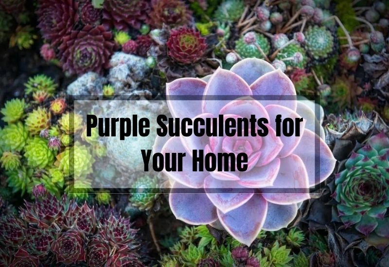 Purple Succulents for Your Home