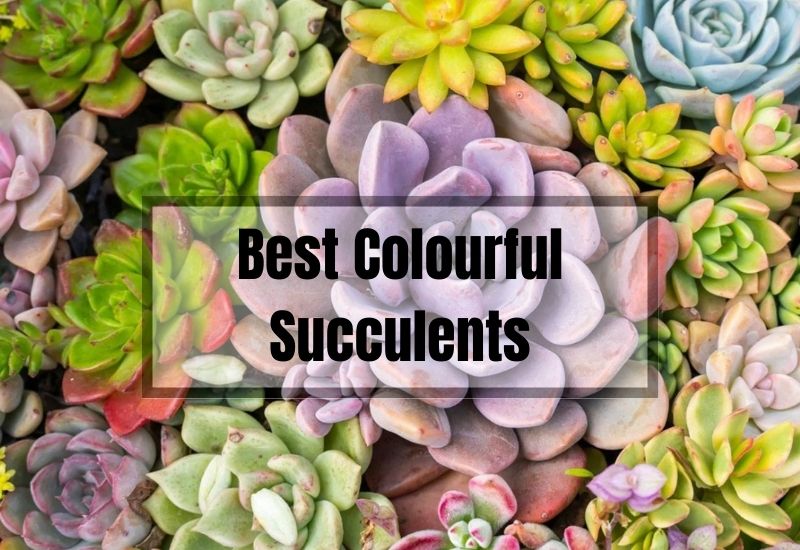 Best Colourful Succulents to Brighten Your Indoors
