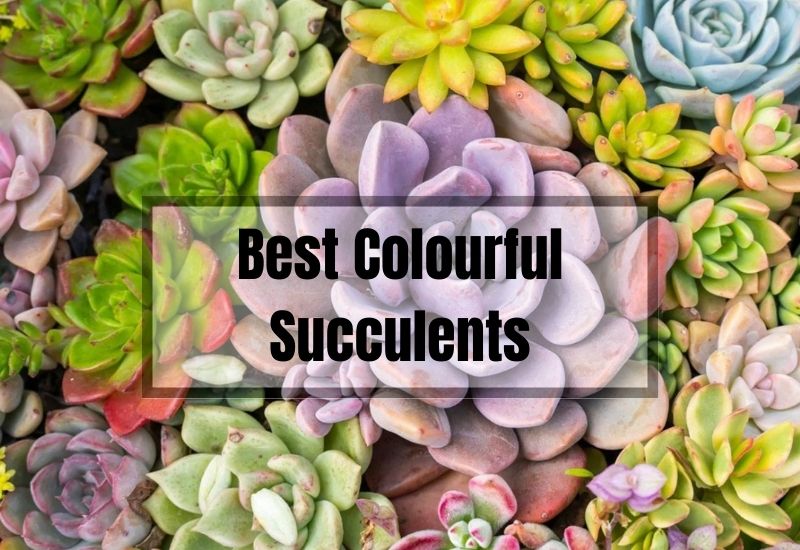 Have You Seen These 20 Vibrant Indoor Succulents? Transform Your Space ...