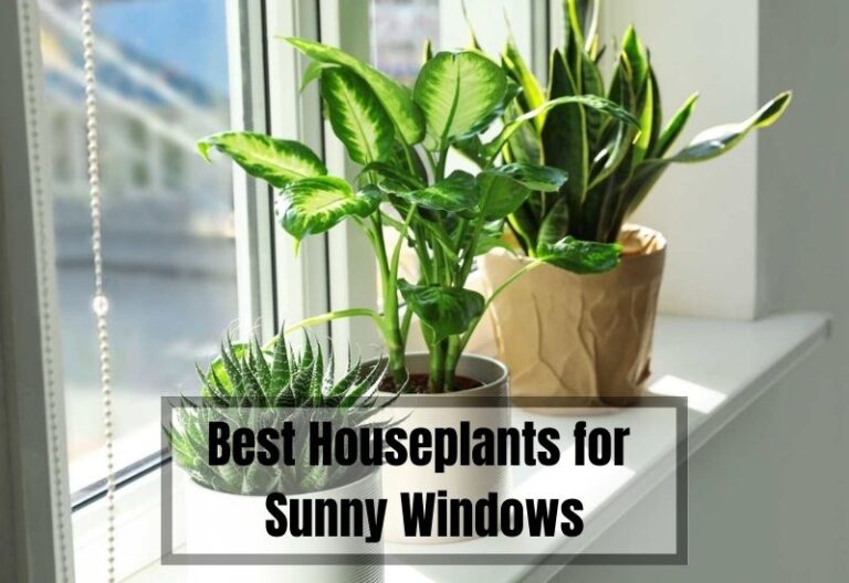 Sun-Loving Beauties: 24 Best Houseplants for Your Sunny Windows