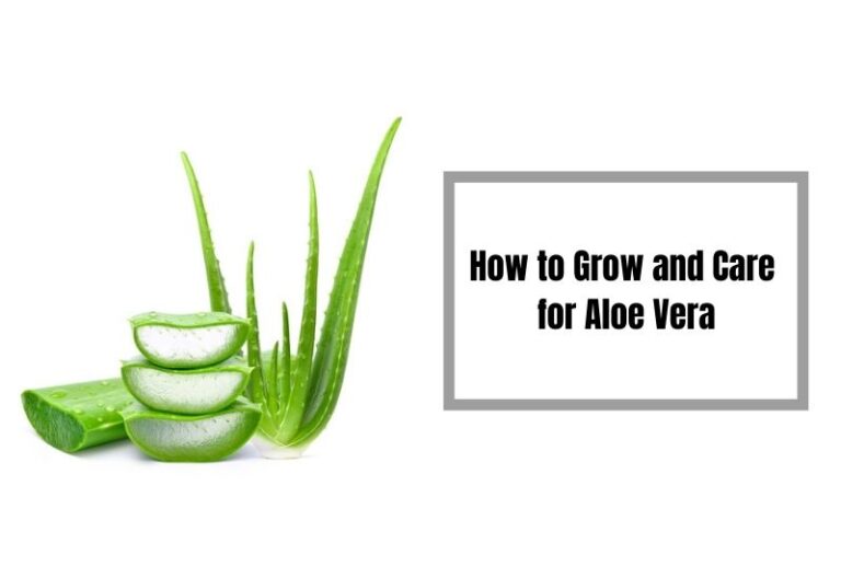 Aloe Vera Care Guide: Tips for Growing & Thriving Plants