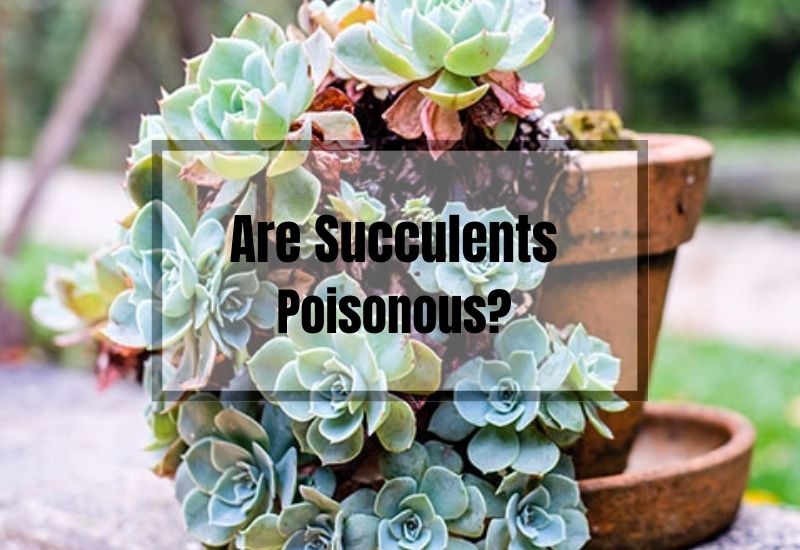 Are Succulents Poisonous