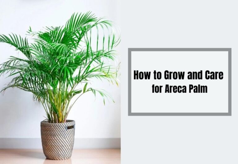 How to Grow and Care for Areca Palm: A Comprehensive Guide