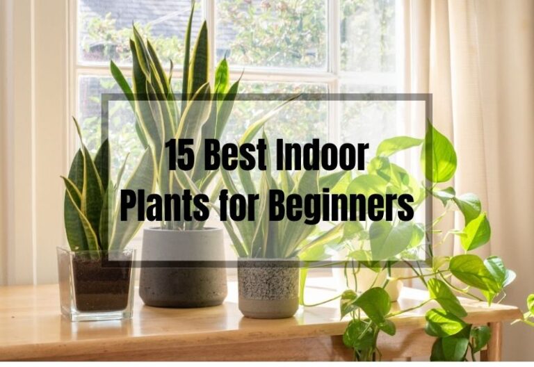 15 Best Indoor Plants for Beginners: Tips & Care Guide