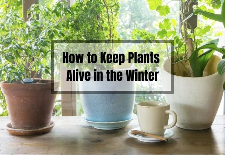Winter Plant Care 101: 12 Tips to Keep Your Plants Thriving