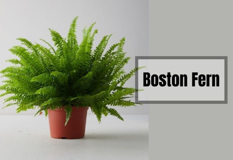 Boston Fern 101: The Comprehensive Guide to Growing and Caring