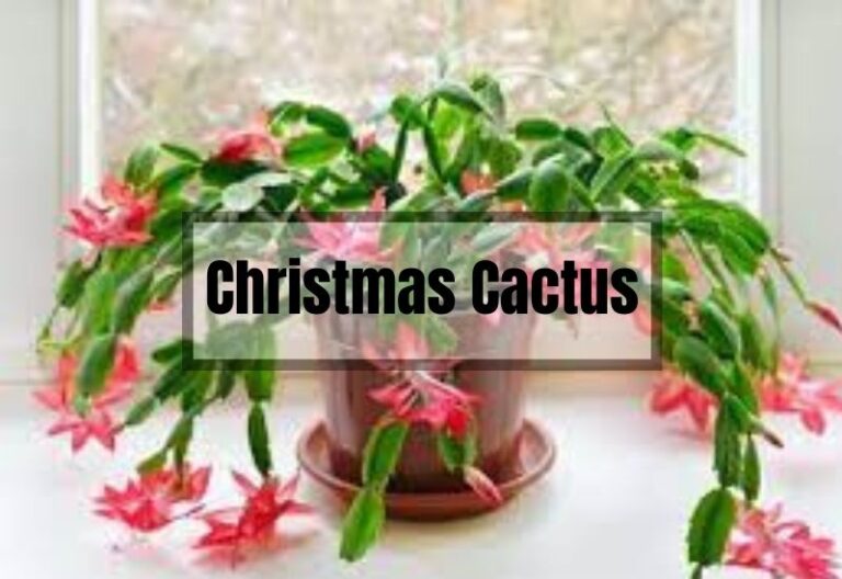 How to Grow and Care for Christmas Cactus: Expert Tips and Advice