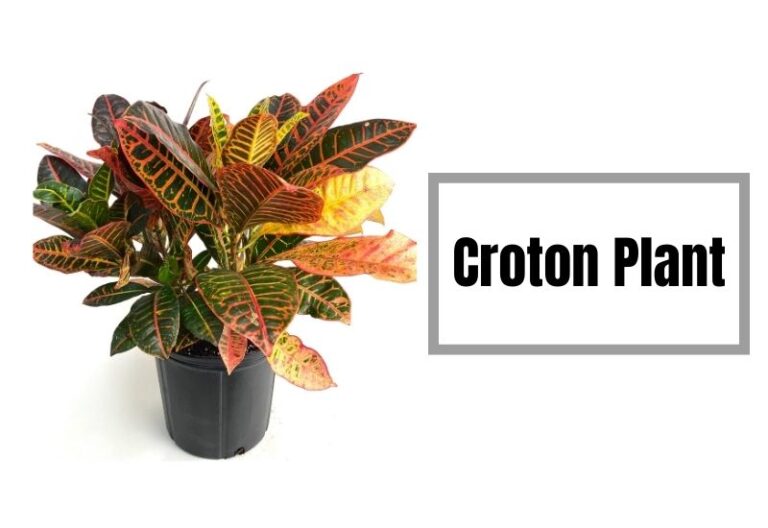 Croton 101: How to Grow and Care for Croton Plant