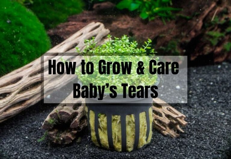 Baby Tears 101: How to Grow & Care Baby’s Tears