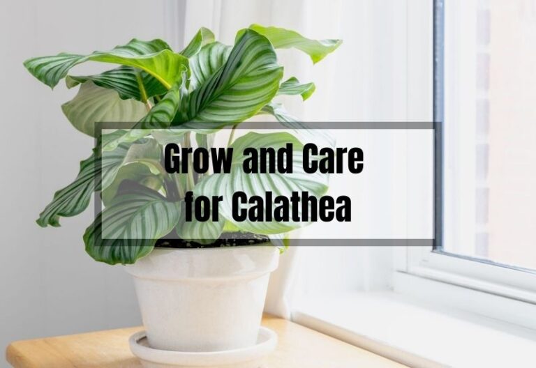 How to Grow and Care for Calathea: A Professional Guide