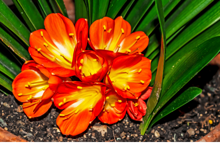 Clivia N°60 African Princess X Self A seedling with one leave 