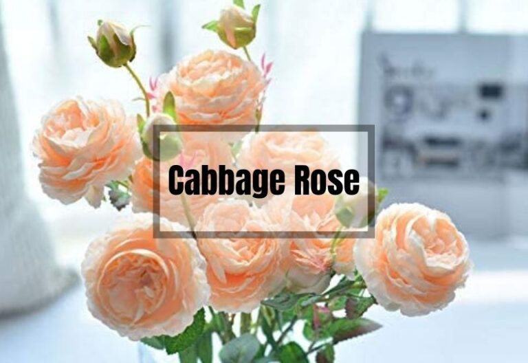 Cabbage Rose: A Beautiful and Fragrant Addition to Your Garden