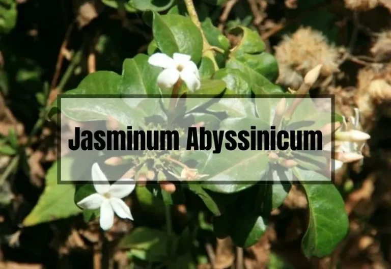 Jasminum Abyssinicum: A Comprehensive Guide to Growing and Caring for this Rare Species