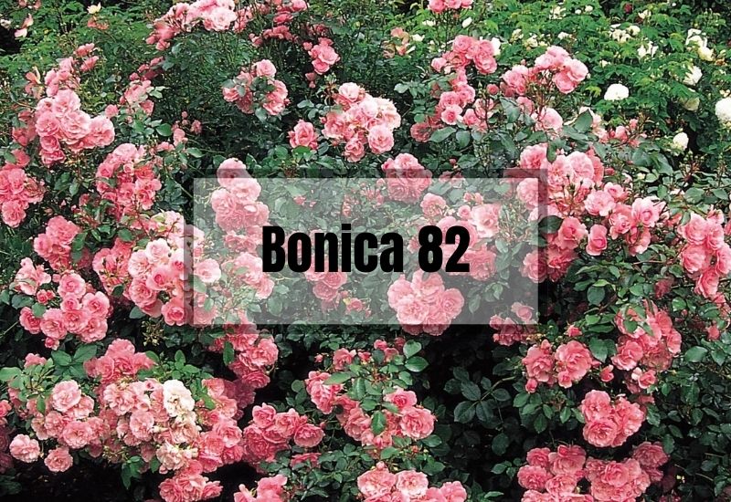 Bonica 82 Flower
