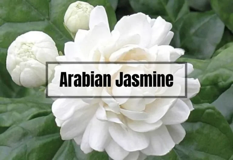 Arabian Jasmine: Origin, Uses, Care & Guides