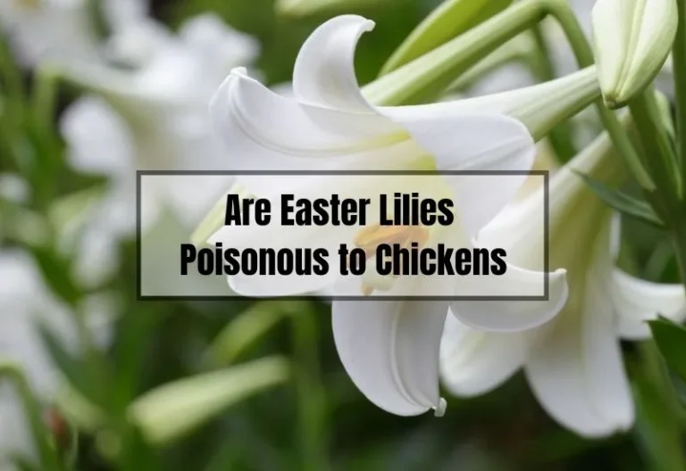 Are Easter Lilies Poisonous to Chickens: What You Need to Know