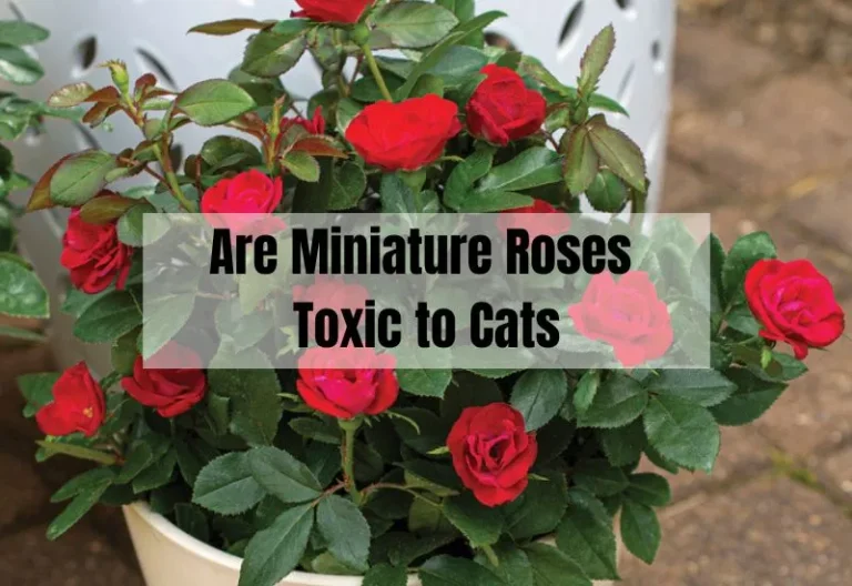 Are Miniature Roses Toxic to Cats? A Comprehensive Guide