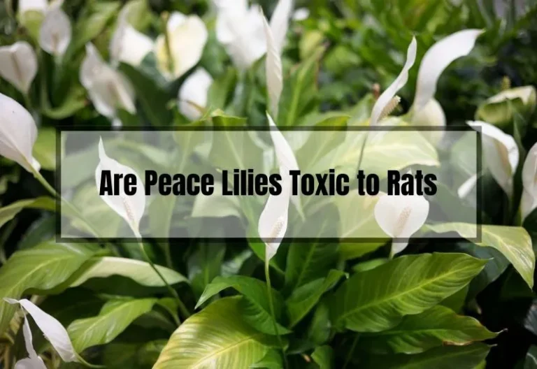 Are Your Peace Lilies Harming Your Rats? Here’s What You Need to Know