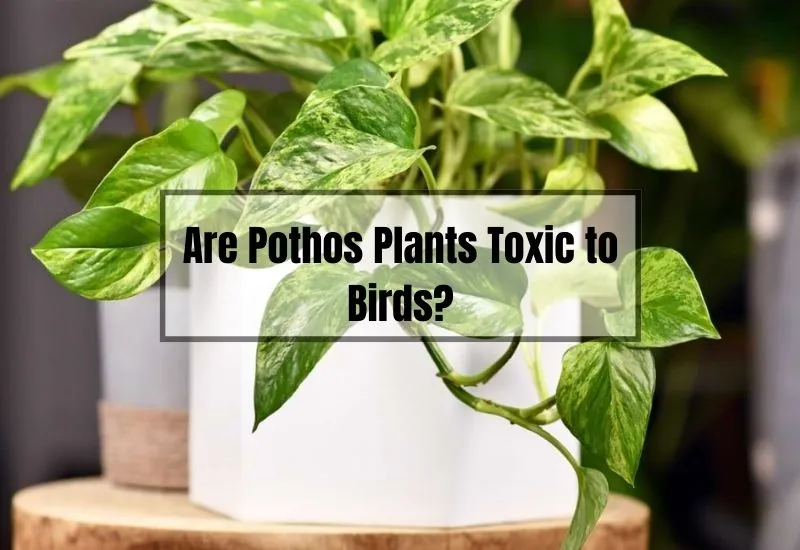 Are Pothos Plants Toxic to Birds