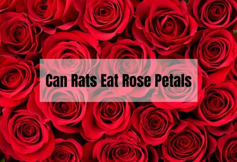 Can Rats Eat Rose Petals? A Friendly Guide to Feeding Your Furry Friends