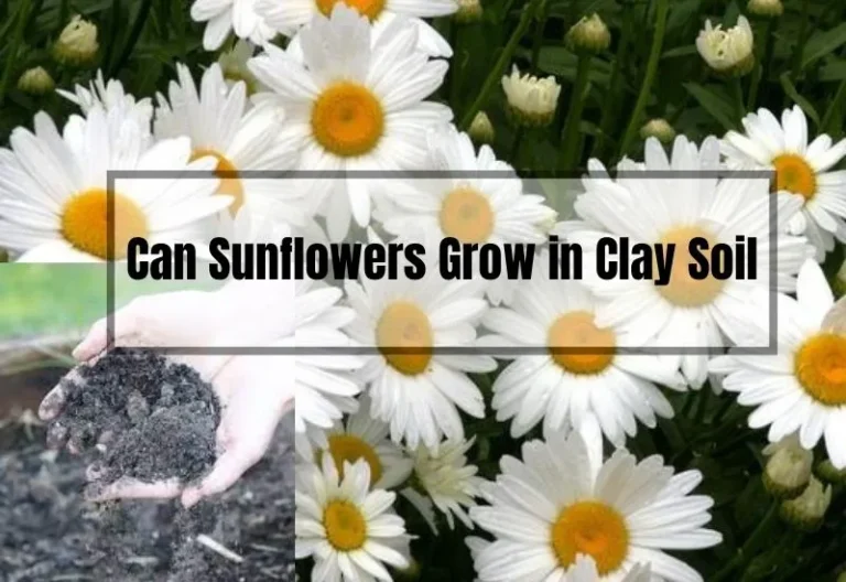 Can Sunflowers Grow in Clay Soil? Tips for Growing Sunflowers in Heavy Soil