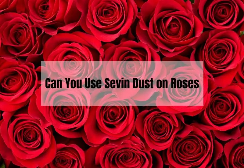 Can You Use Sevin Dust on Roses