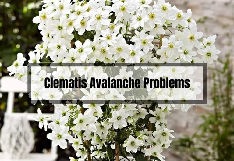 Clematis Avalanche Problems: Overcoming Common Issues in Your Garden