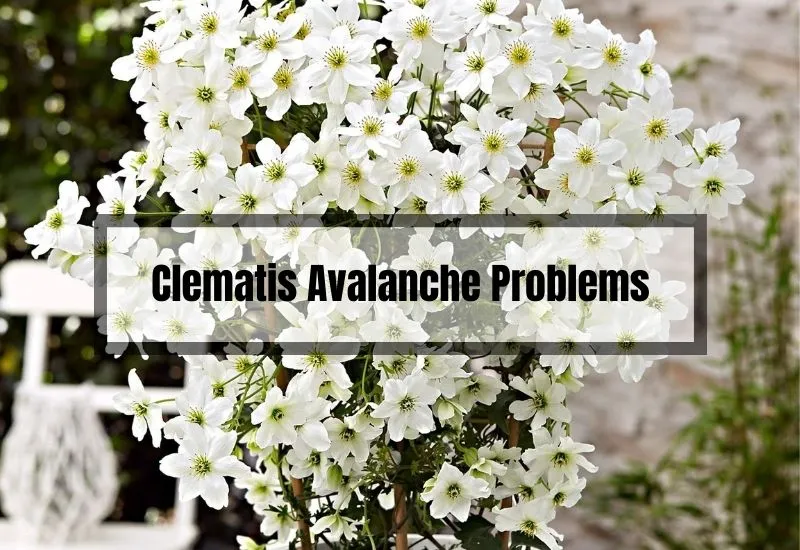 Clematis Avalanche Problems
