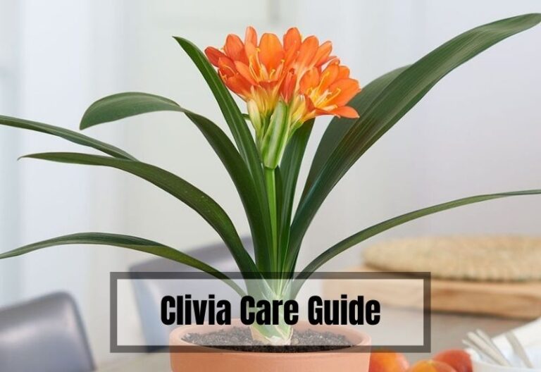 Clivia Care 101: The Ultimate Guide for Growing and Thriving Clivias