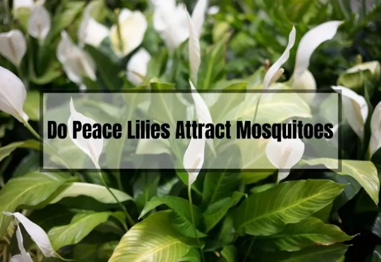 Unveiling the Truth: Do Peace Lilies Attract Mosquitoes?