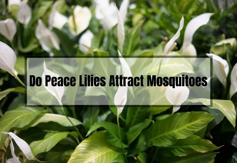 Do Peace Lilies Attract Mosquitoes
