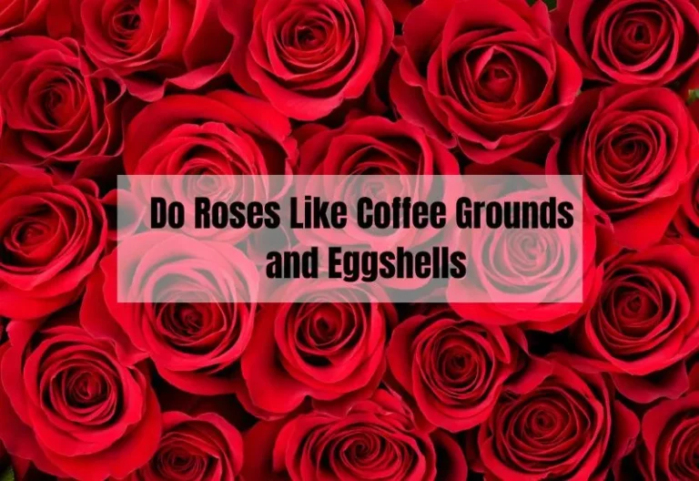 Maximizing Your Rose Garden: A Guide to Using Coffee Grounds and Eggshells