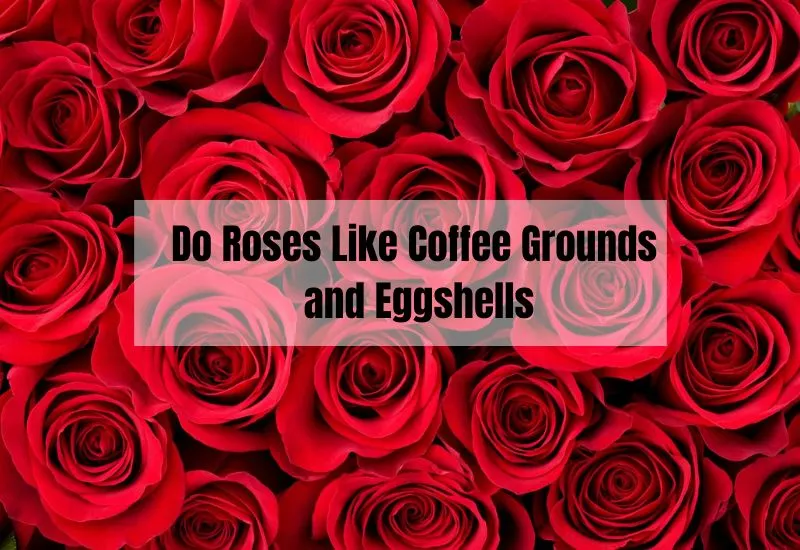 Do Roses Like Coffee Grounds and Eggshells