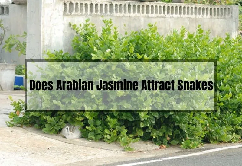 Does Arabian Jasmine Attract Snakes
