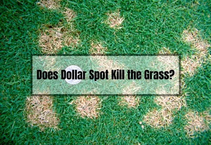 Does Dollar Spot Kill the Grass