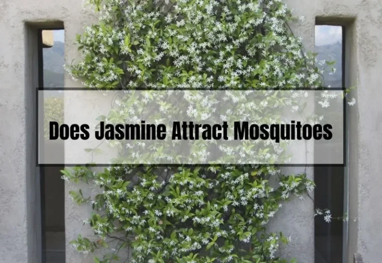 Does Jasmine Attract Mosquitoes? A Comprehensive Guide