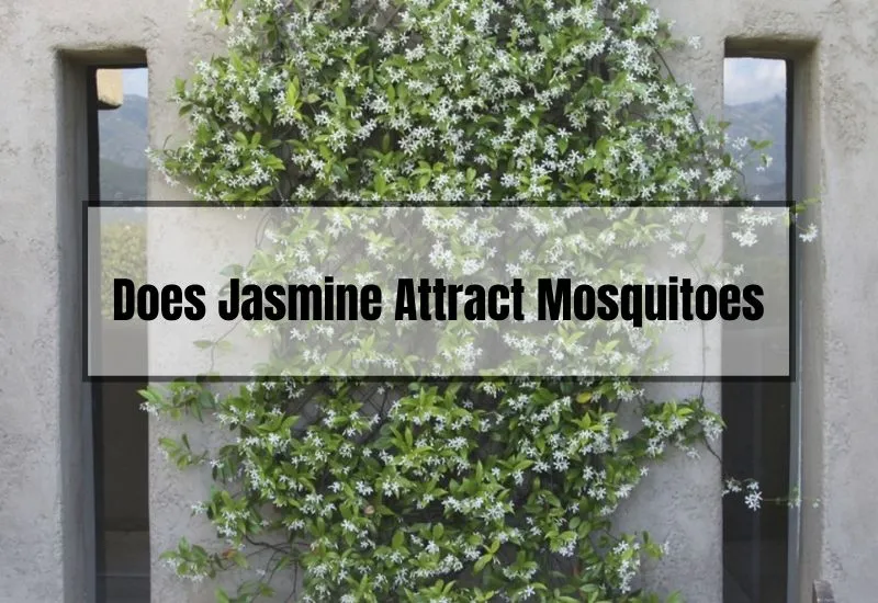 Does Jasmine Attract Mosquitoes