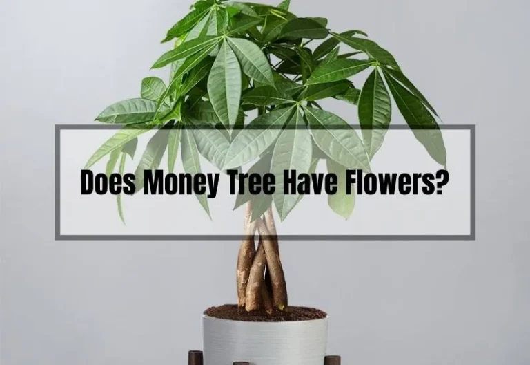 The Truth About Money Trees: Do They Actually Have Flowers?