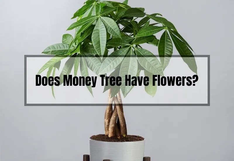 Does Money Tree Have Flowers