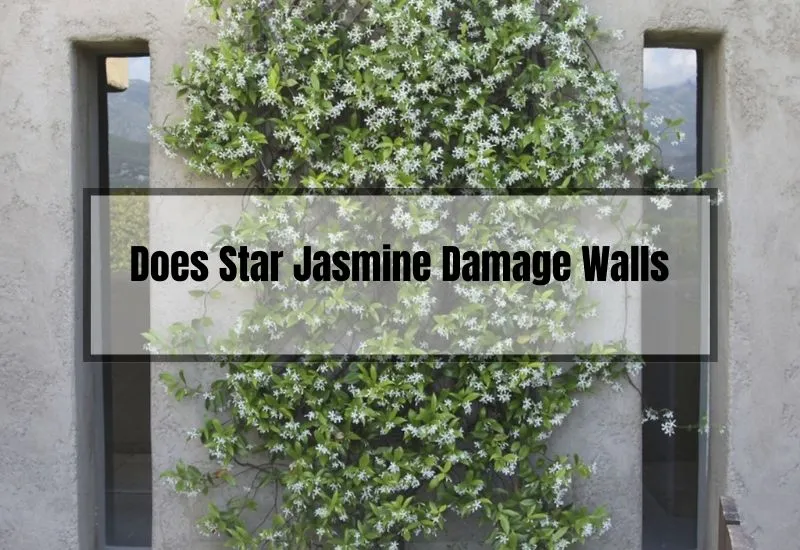 Does Star Jasmine Damage Walls