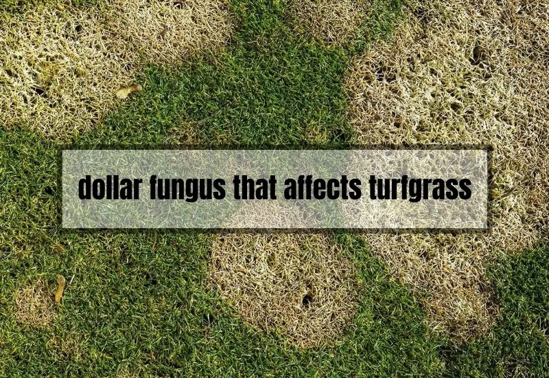 dollar fungus that affects turfgrass