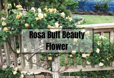Rosa Buff Beauty: The Rose that Will Take Your Garden to the Next Level