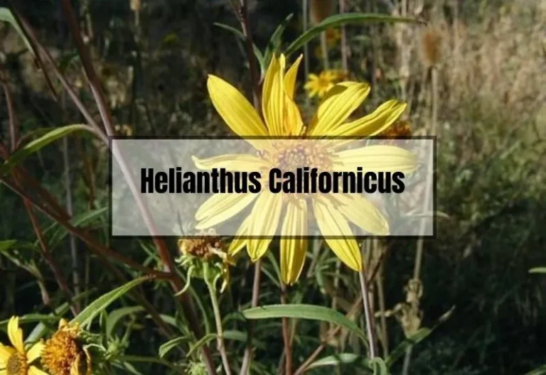 Helianthus Californicus Care and Uses: A Guide to This Remarkable Flower