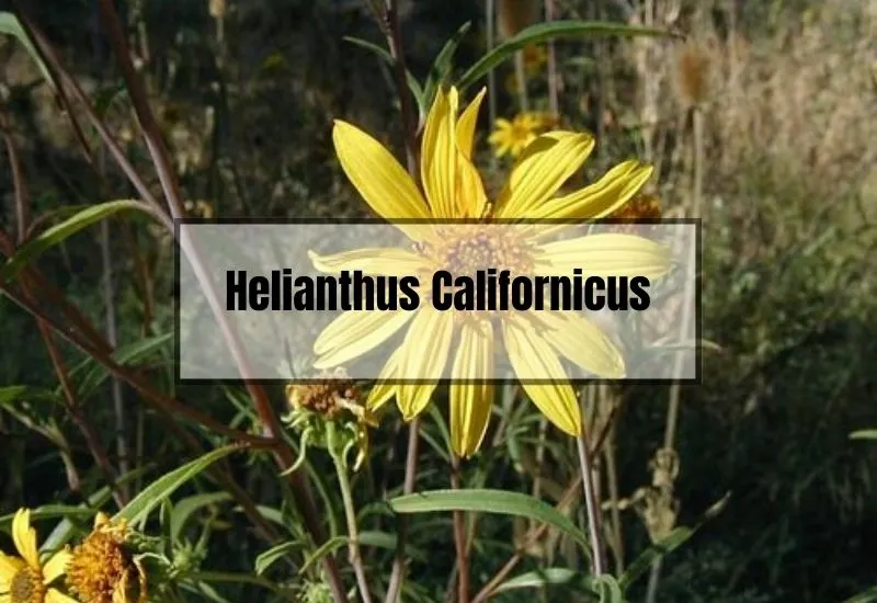 Helianthus Californicus
