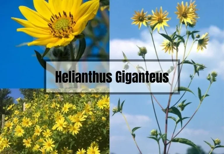 Helianthus Giganteus: A Guide to Growing and Caring for Giant Sunflowers