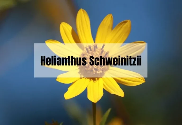 Helianthus Schweinitzii: A Comprehensive Guide to the Sunflower Species