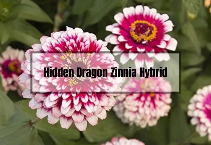 Hidden Dragon Zinnia Hybrid Indoor Plant